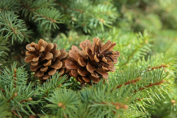 Pine nuts with shell in green plants