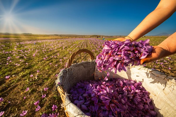 Beautiful Saffron Flowers 1