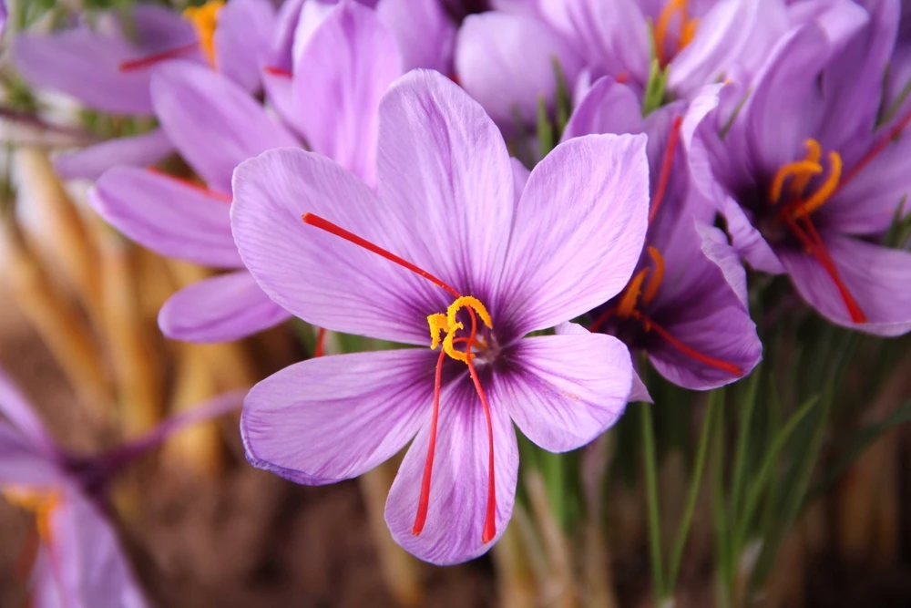 Beautiful Saffron Flowers 2