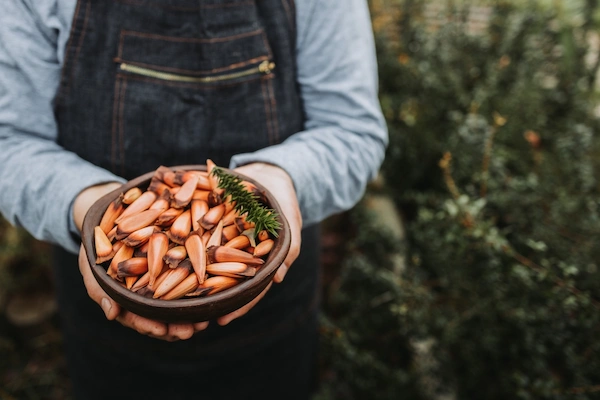 A person holding pine nuts 1