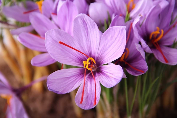 A close-up of saffron flowers, showcasing their vibrant purple petals in exquisite detail.